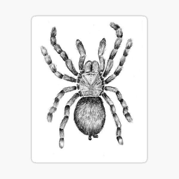 "Big Tarantula" Sticker By SnakeArtist | Redbubble