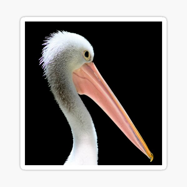 Pelican Sticker