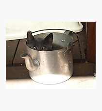 Kettle Full Of Kitty Photographic Print