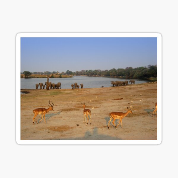 Vista previa del artículo con la obra «Elefantes e Impala, Botswana», diseñado y vendido por GrahamCSmith.