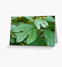 Sassafras Greeting Card
