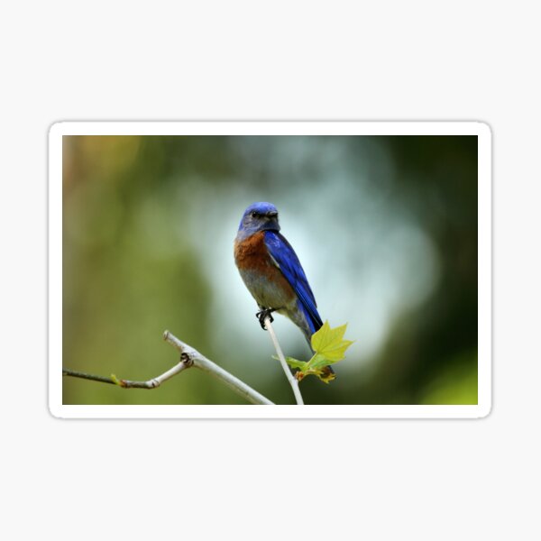 Item preview, Blue Bird Pose designed and sold by DARRIN ALDRIDGE.