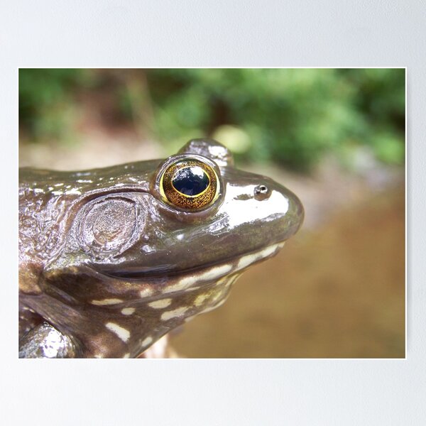 Item preview, Bull Frog designed and sold by Dandelion Dilluvio.