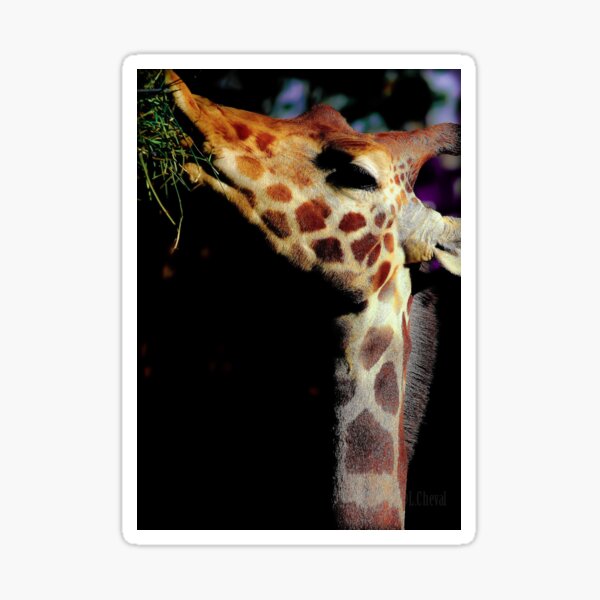 giraffe Sticker