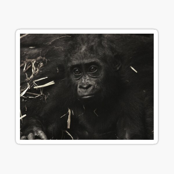 West Lowland Gorilla Baby Sticker