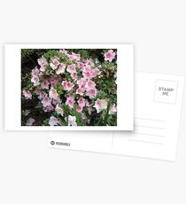 Pink Azaleas Postcards