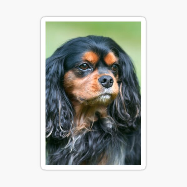 My Best Friend Maximus Sticker