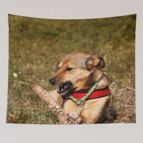 Item preview, Dog - street dog designed and sold by laura-S.