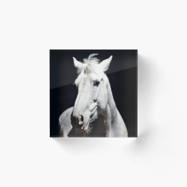 Grey Irish Draught Mare Photography Acrylic Block