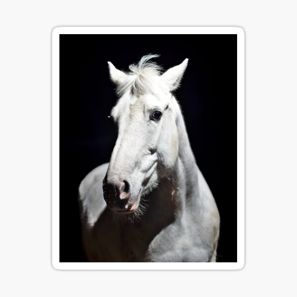 Grey Irish Draught Mare Photography Sticker
