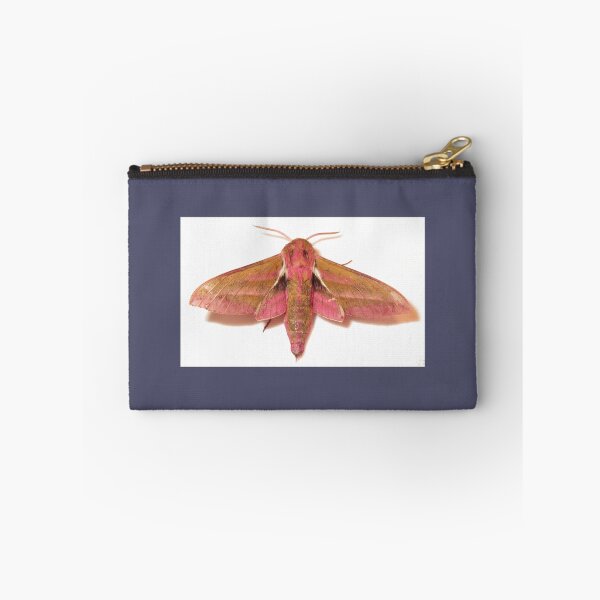 Item preview, Elephant Hawk-moth Deilephila elpenor designed and sold by Yorkspalette.