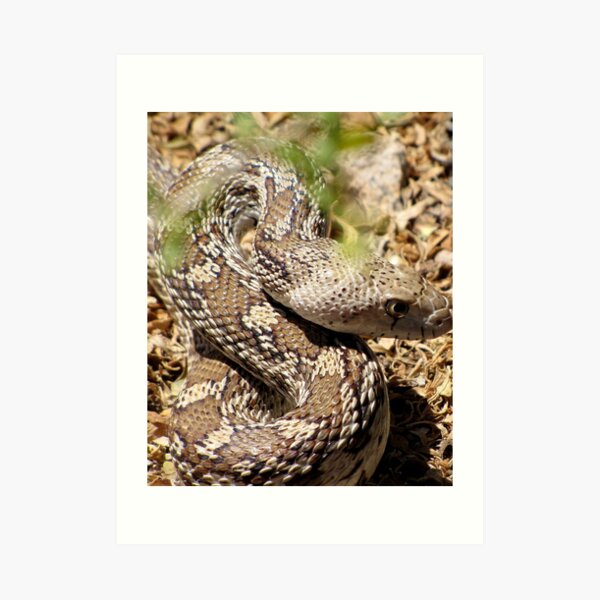 Gopher Snake Art Print