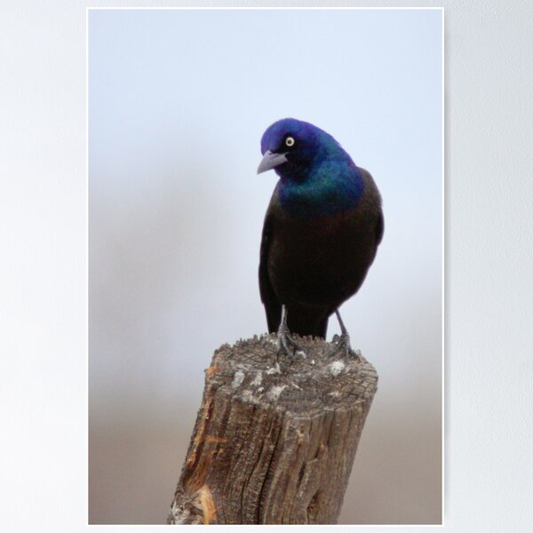 Artikelvorschau, Shy entworfen und verkauft von John De Bord Photography.