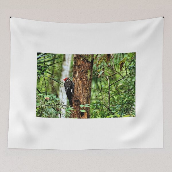 Item preview, Pileated Woodpecker 2 - Florida designed and sold by jtrommer.