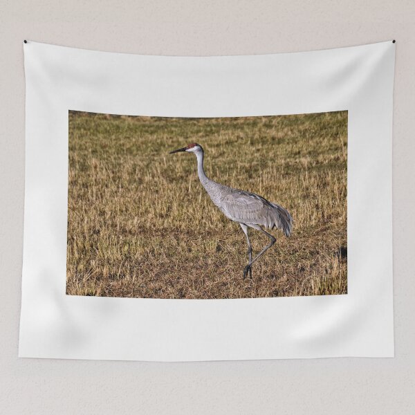 Item preview, Sandhill Crane 2 - Florida designed and sold by jtrommer.