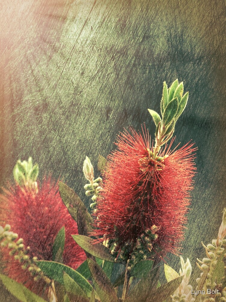 "Bottle Brush Plant" by Lynn Bolt Redbubble