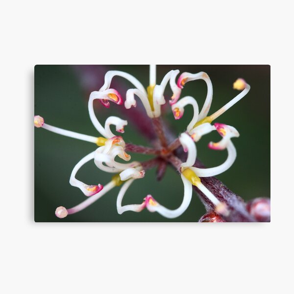 Hakea actites Canvas Print