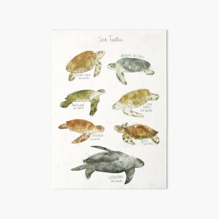 Sea Turtles Art Board Print