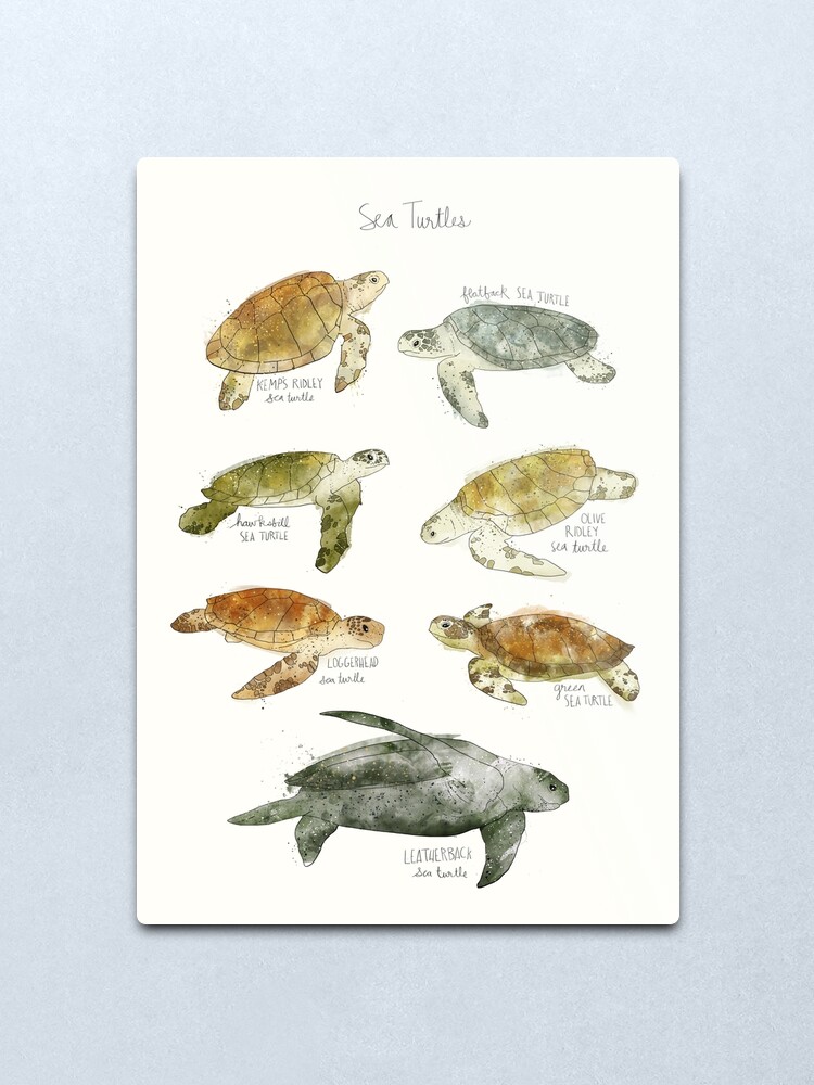 Alternate view of Sea Turtles Metal Print