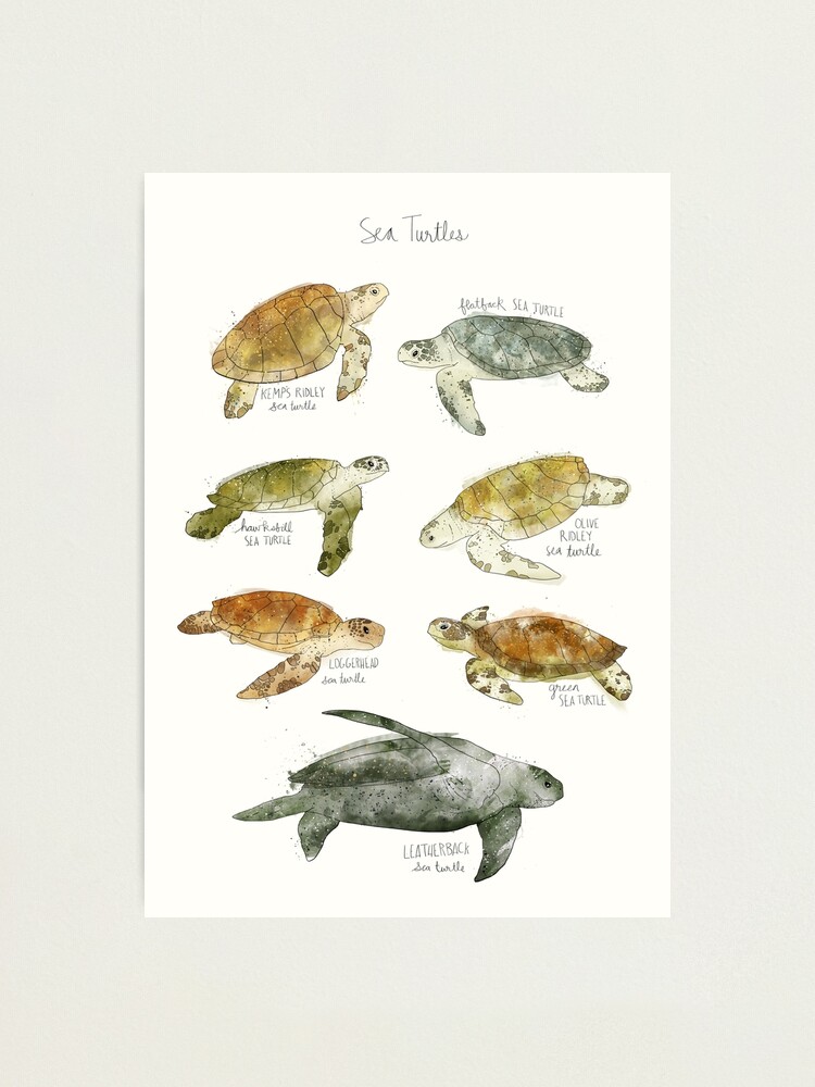 Alternate view of Sea Turtles Photographic Print