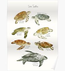 Póster Tortugas de mar