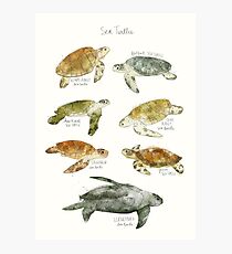 Sea Turtles Photographic Print