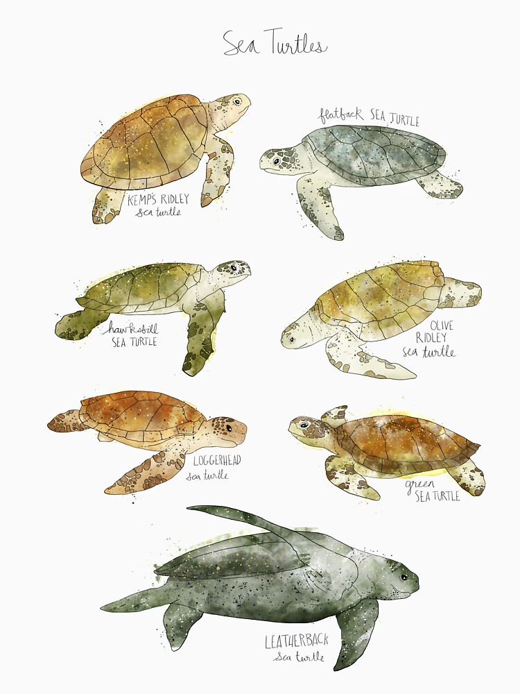 Sea Turtles by AmyHamilton