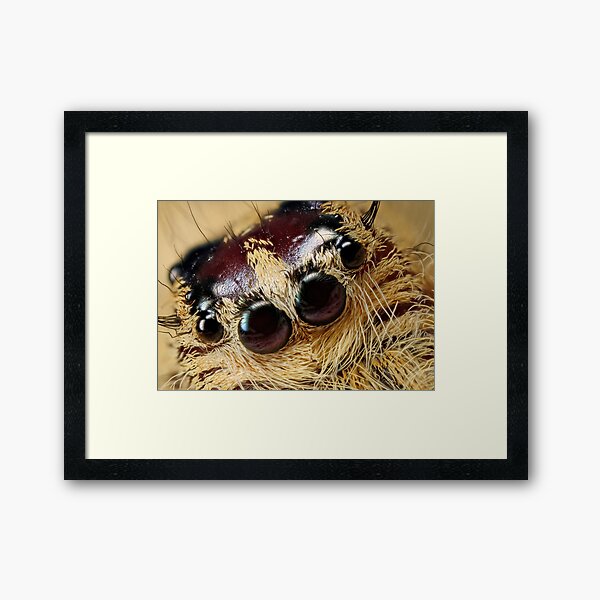 jumping spider 5X Framed Art Print