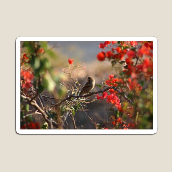 Item preview, Sparrow on Bugambillia designed and sold by GL-Reflections.