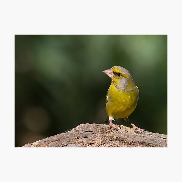 Aperçu de l'œuvre Greenfinch On da Log créée et vendue par Janika.