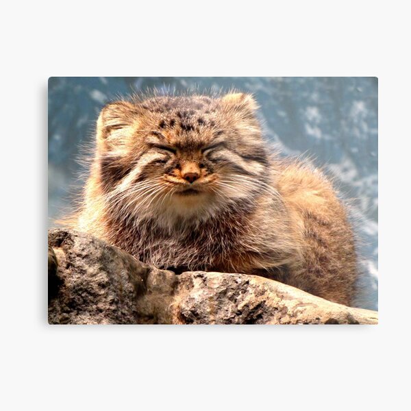 Pallas Cat Metal Print