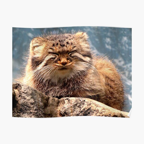 Pallas Cat Poster