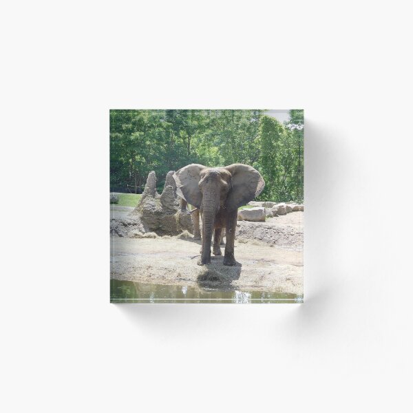 Elephant photograph 110 Acrylic Block