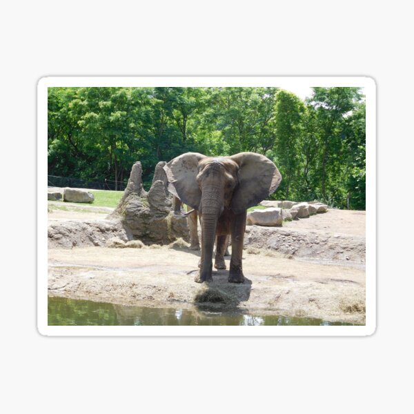 Elephant photograph 110 Sticker