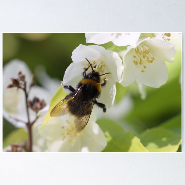 Bubble bee Poster