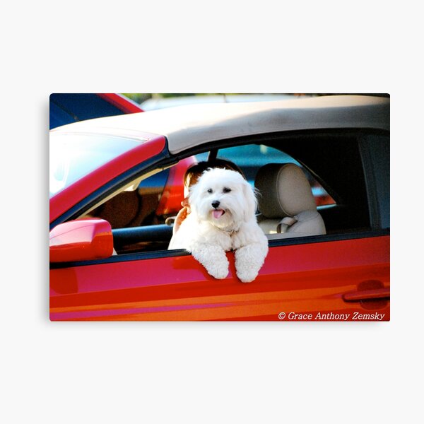 Hang Ten Canvas Print