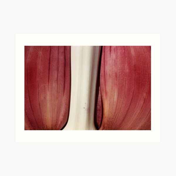 pink and white Art Print