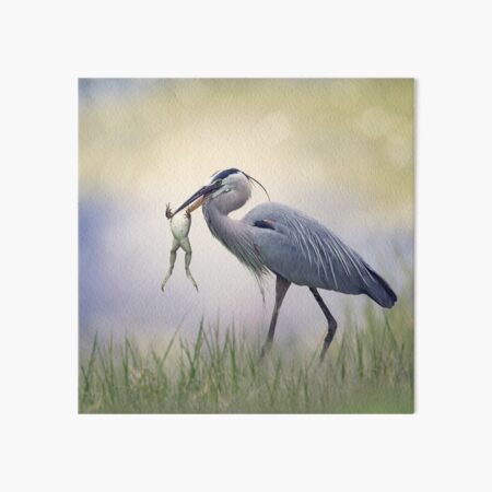 Great Blue Heron with a Bull Frog in its Beak Art Board Print