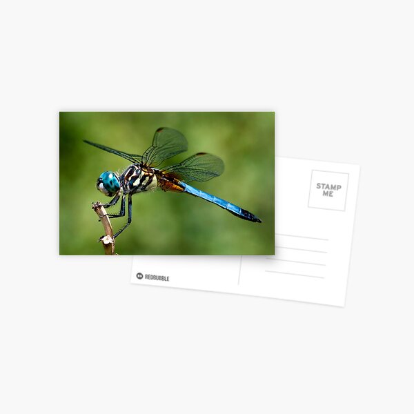 Stick Bug Stationery Redbubble - roblox bloxburg codes for a dragonfly cafe roblox codes youtube