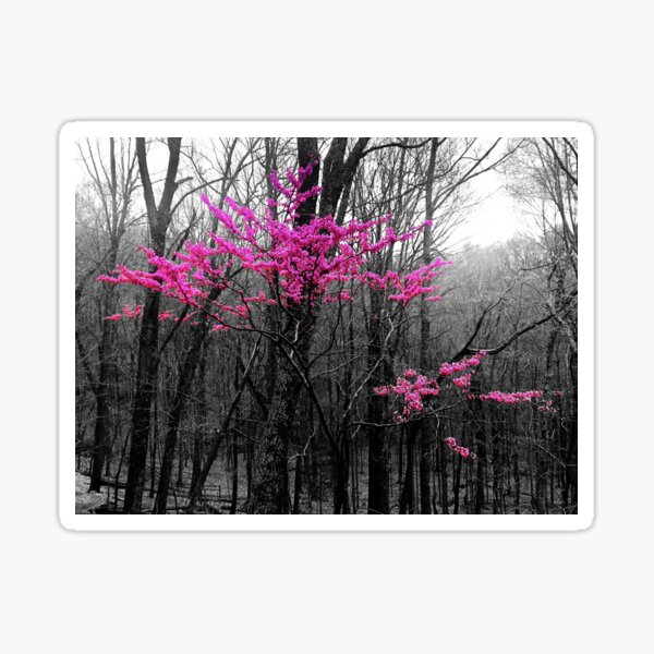 Black, White & Redbud Sticker