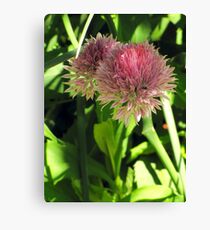 Wild Chives Canvas Print
