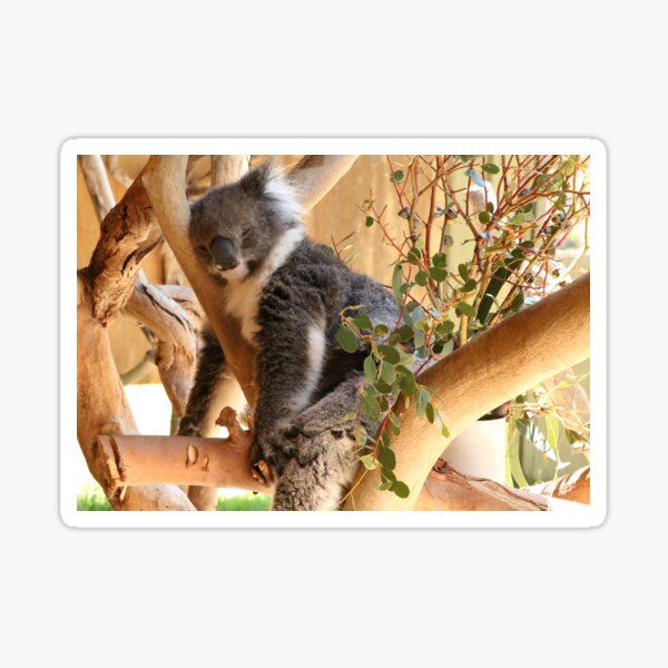 Lazy Koala Stickers 