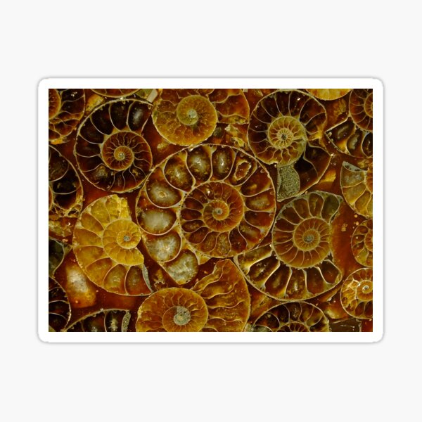 Madagascar Ammonites Sticker