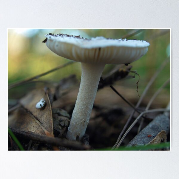Item preview, Blue & White Fungi - Baluk William Reserve, Vic. Australia designed and sold by Bev Pascoe.