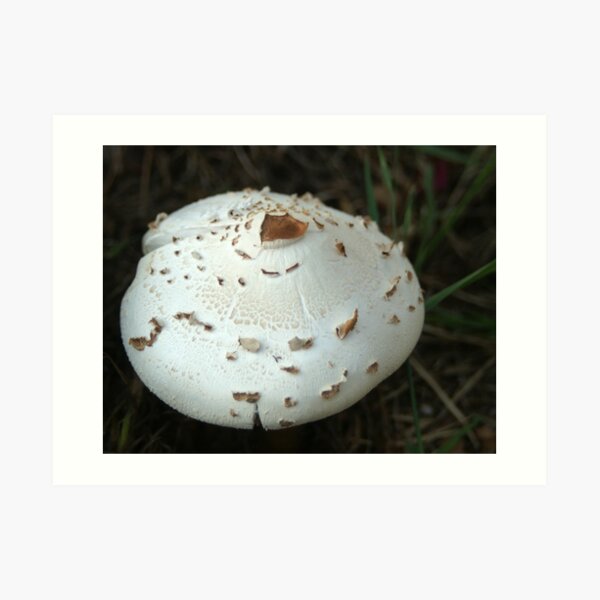 Mushroom Art Print
