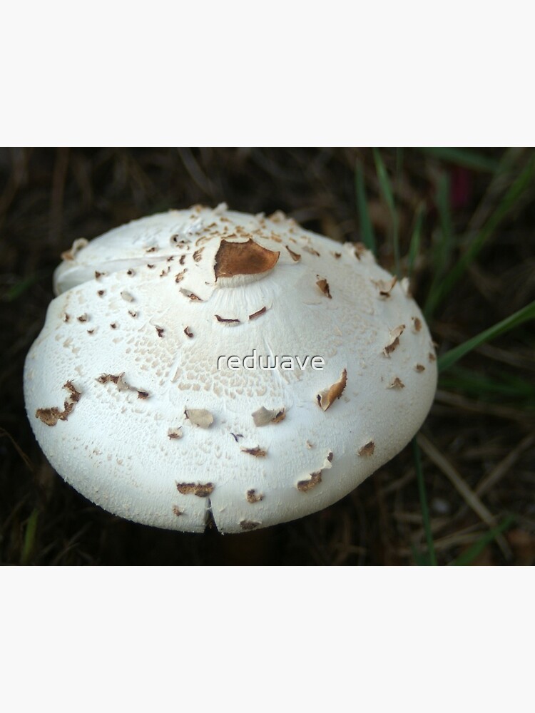 Mushroom by redwave