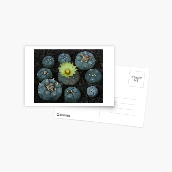 Lophophora williamsii Postcard