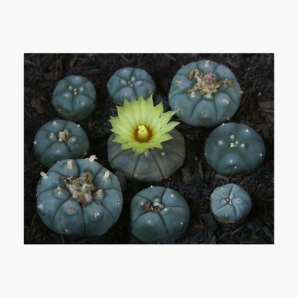 Lophophora williamsii Photographic Print