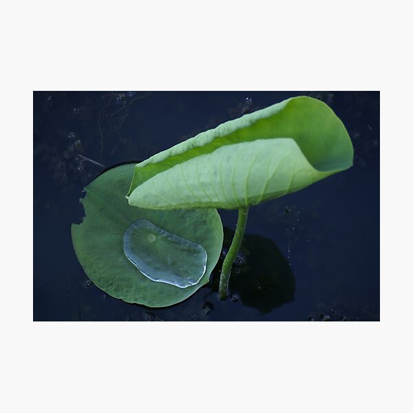 River Lotus Photographic Print