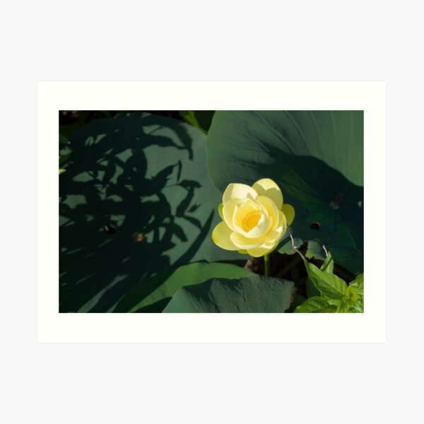 River Lotus Flower Art Print